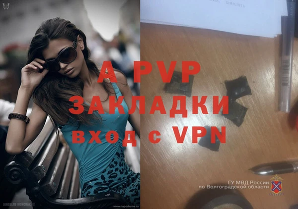 стаф Аркадак